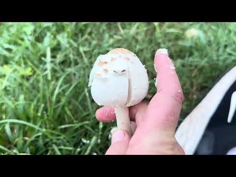 How to recognize young green-spored parasol mushrooms: Chlorophyllum molybdites babies
