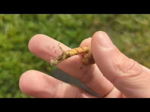 Fairy Ring Champignon - Foraging Mushroms UK - (Marasmius oreades)