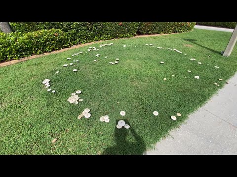 Chlorophyllum molybdites/ False Parasol mushroom 🍄