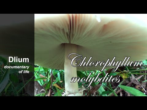 False parasol (Chlorophyllum molybdites) - part 1