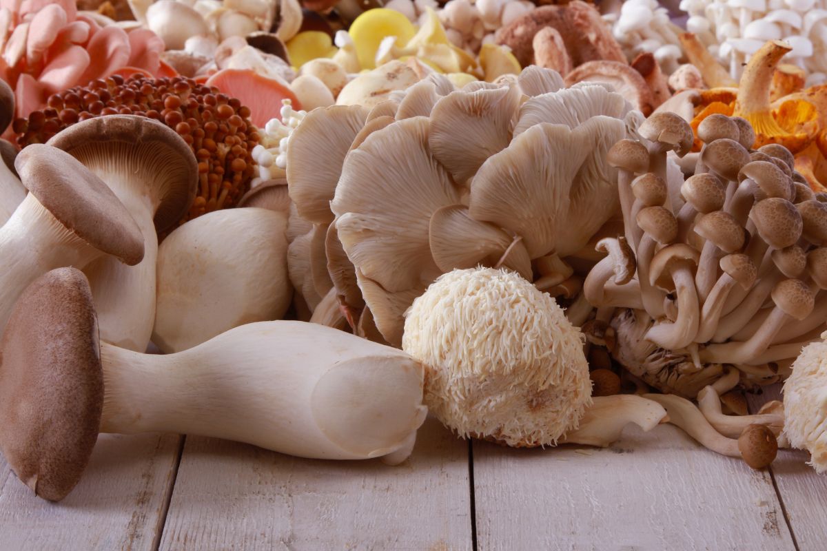 adaptogenic mushrooms