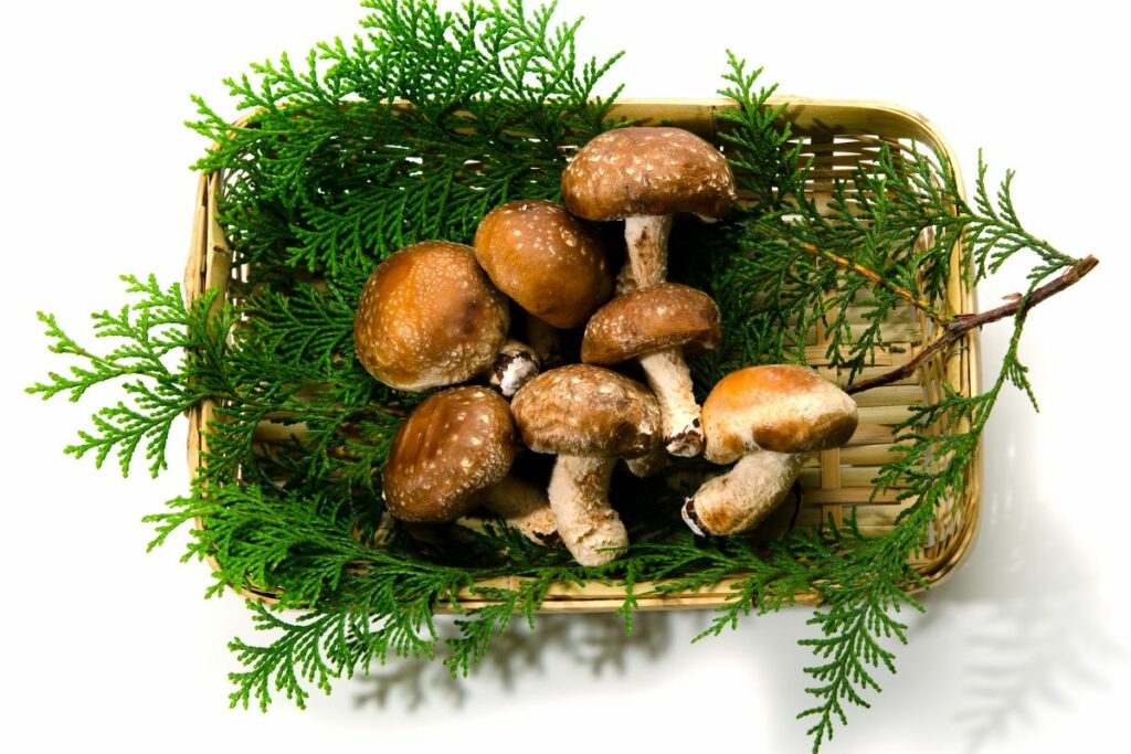 best mushroom for women