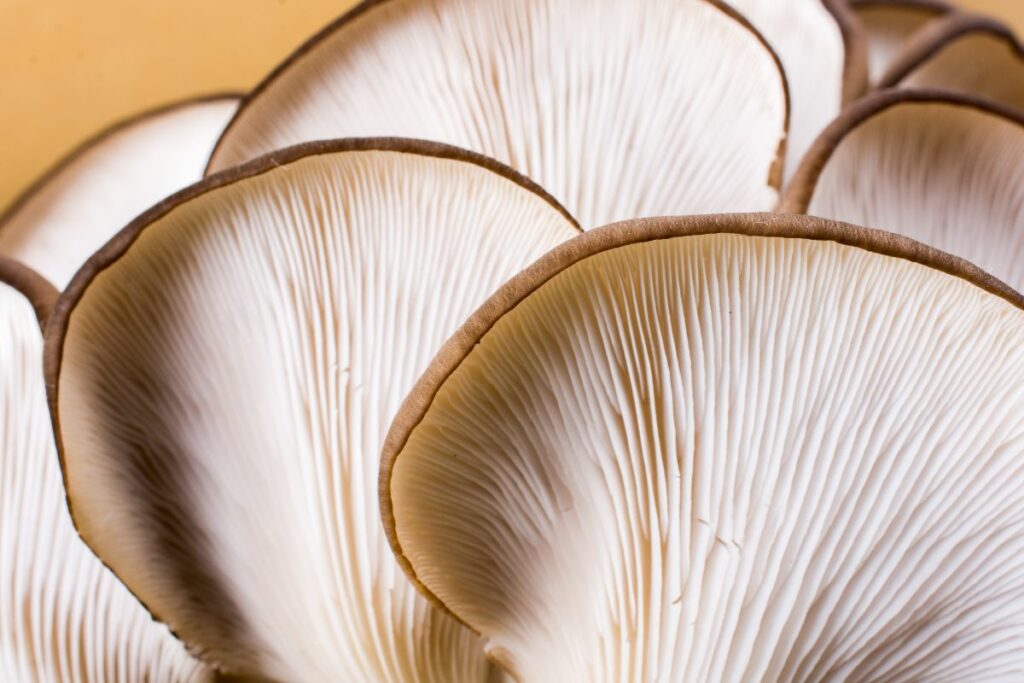 bunch of mushrooms and their health benefits