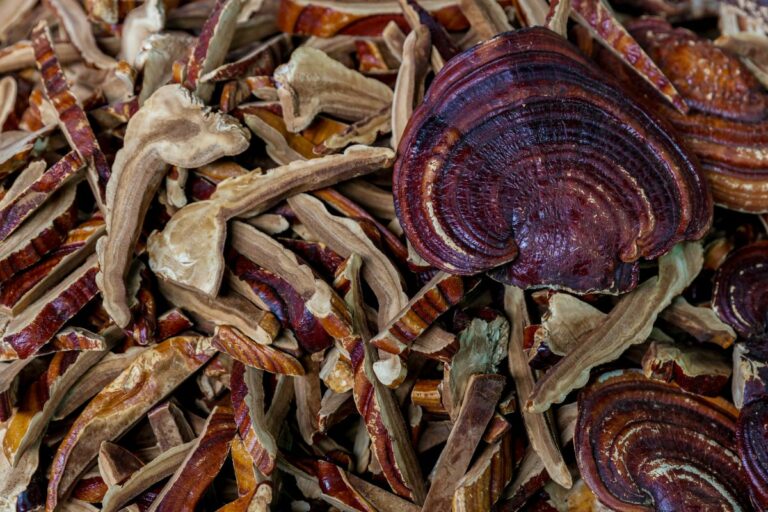 how to use dried reishi mushroom: simple and effective methods