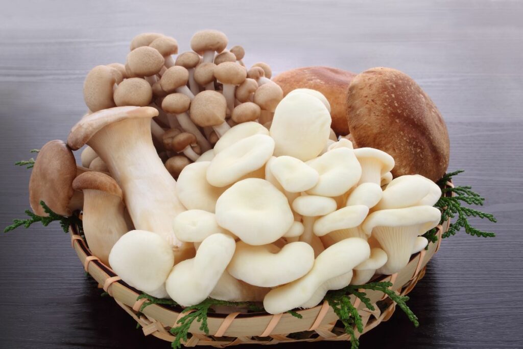 high quality mushrooms for energy