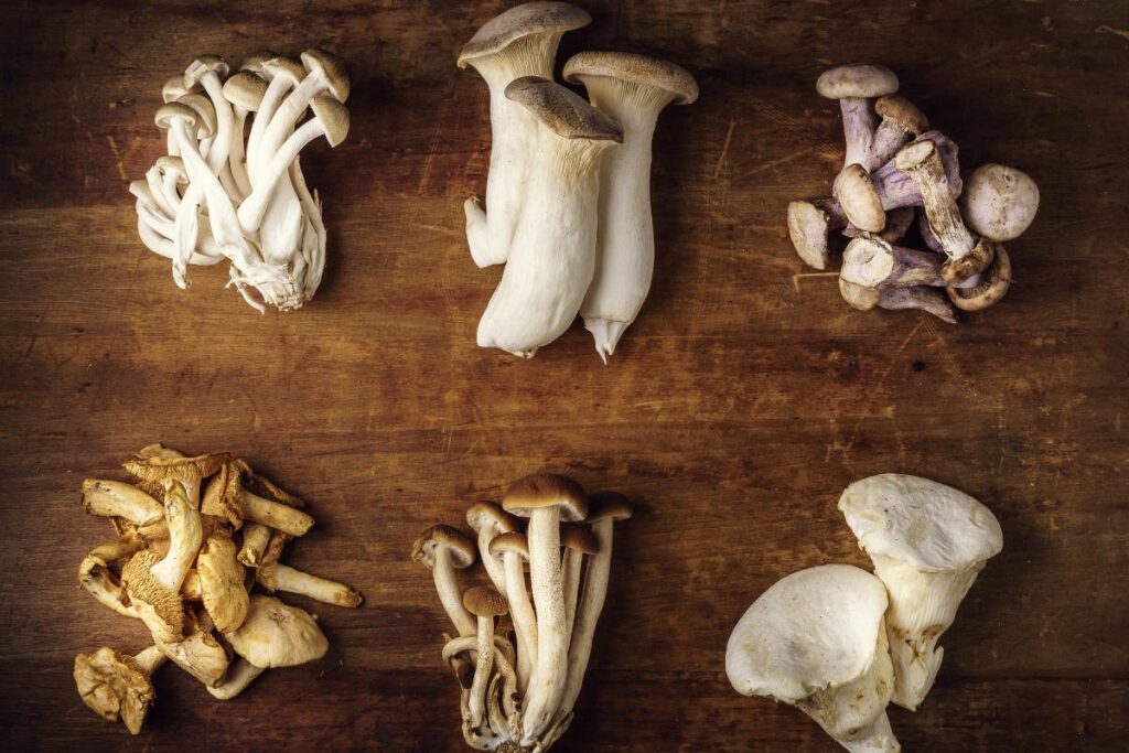 magic mushroom edibles