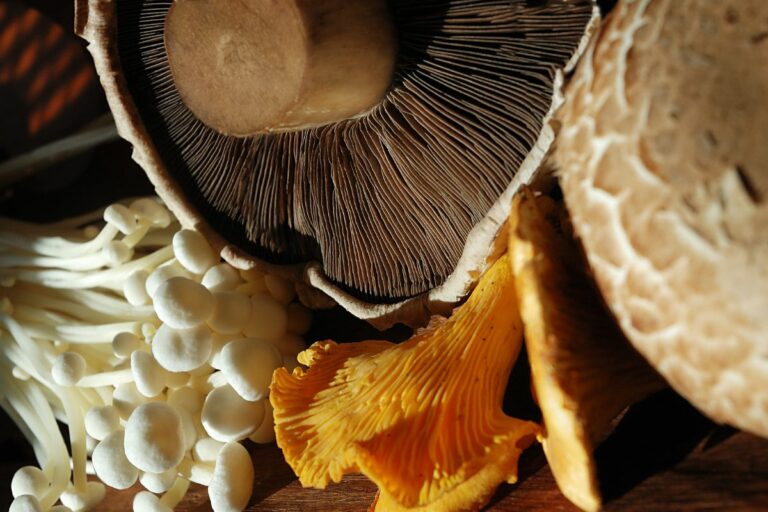 best mushroom for energy: a comprehensive guide to boost your vitality