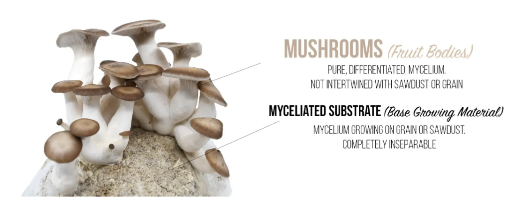 mushrooms fruit bodies