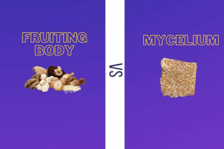mycelium vs fruiting body: understanding their key differences