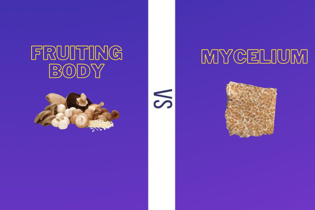 mycelium vs fruiting body mushrooms key differences