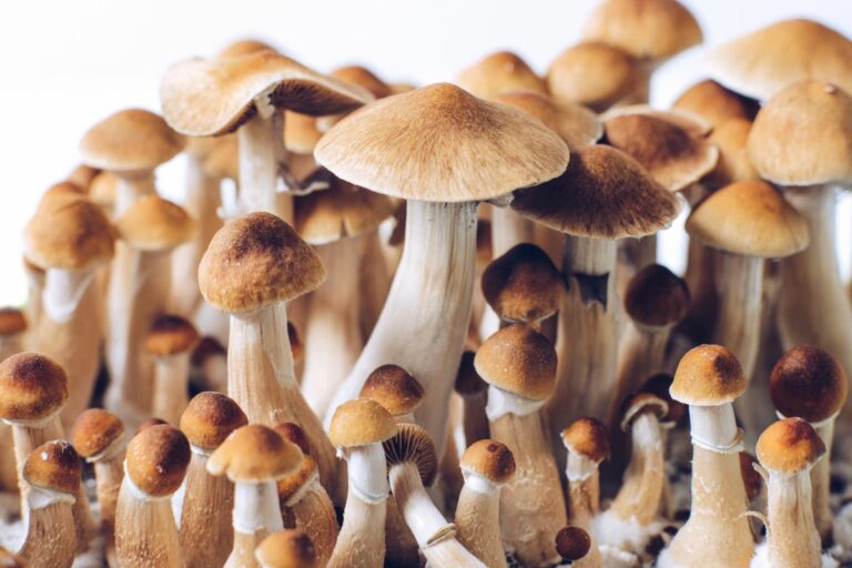 all psilocybe species: a comprehensive guide to magic mushrooms