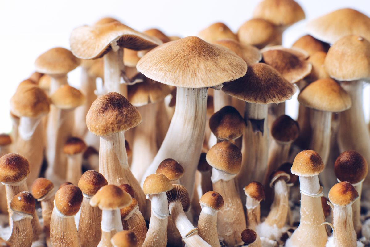 psilocybe species of mushrooms