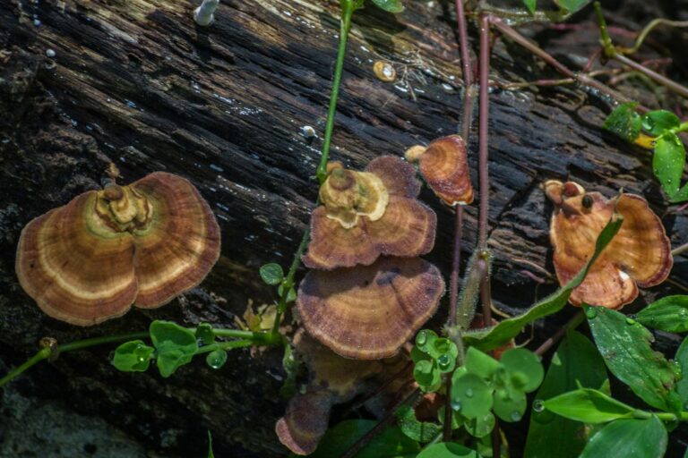 how to identify turkey tail mushrooms: a concise guide