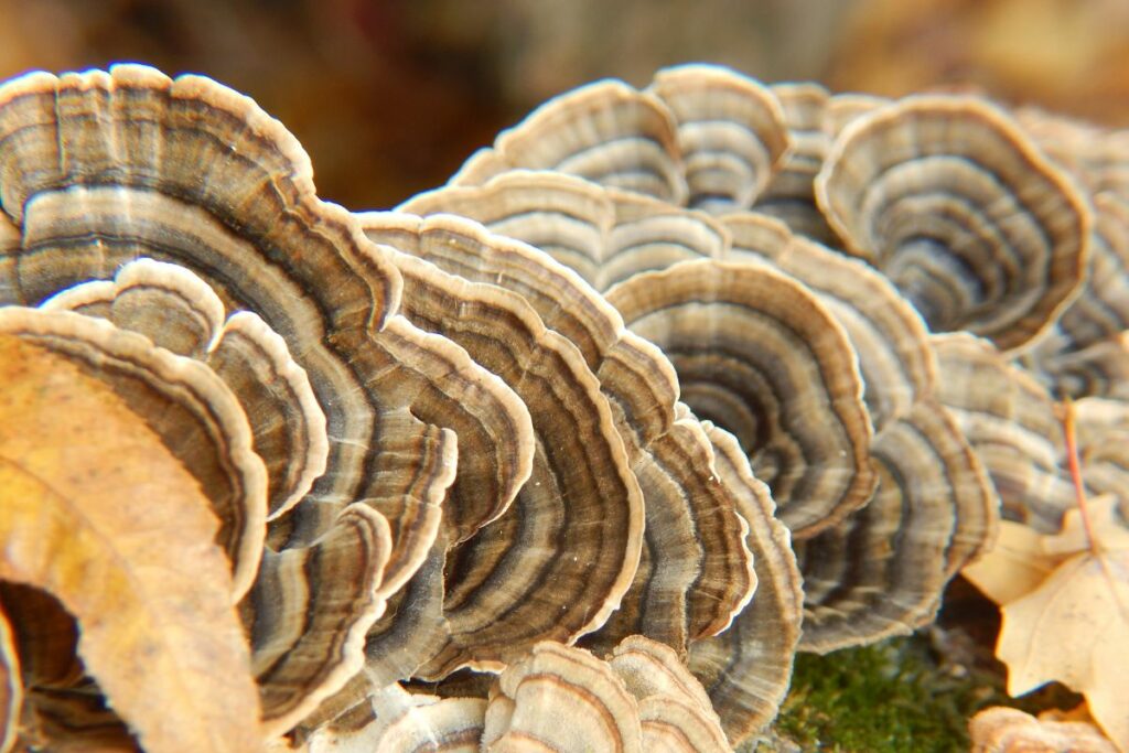 turkey tail mushrooms for health benefits