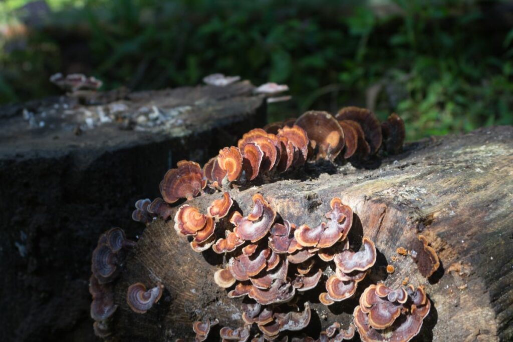 turkey tail mushrooms growing in the jungle
