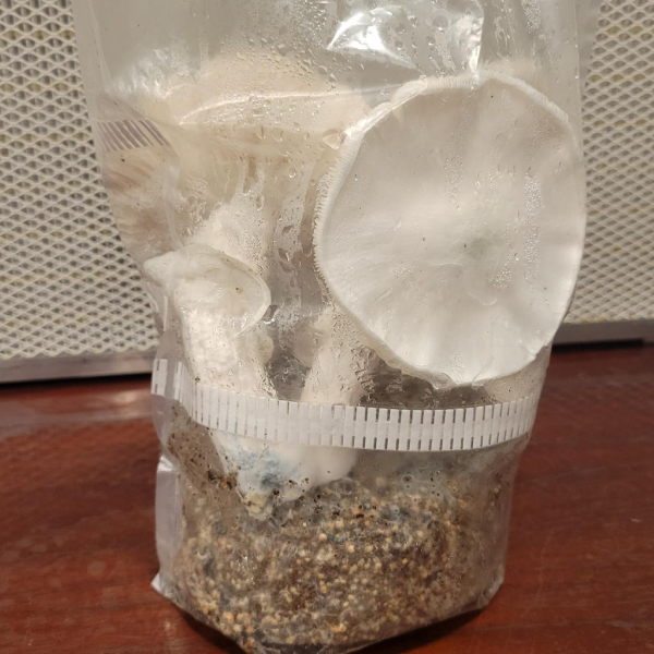 a bag of mushrooms in a plastic advanced mycology shrüm - all-in-one mushroom grow bag on a table.