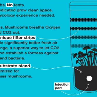 A diagram demonstrating the usage of an Advanced Mycology Shrüm - All-In-One Mushroom Grow Bag for container mushroom cultivation.