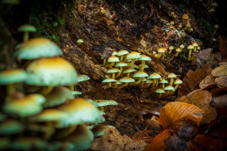 how long does it take for shrooms to kick in: timing and factors affecting onset