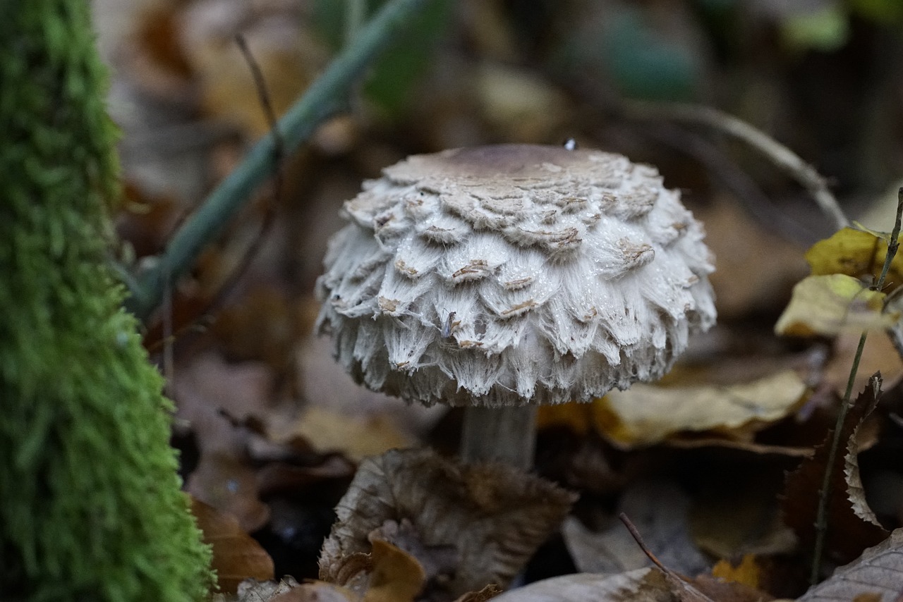 mushroom, plant, toadstool
