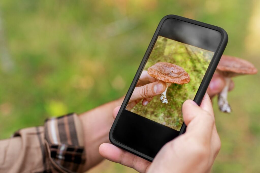 a person capturing shrooms on a cell phone.