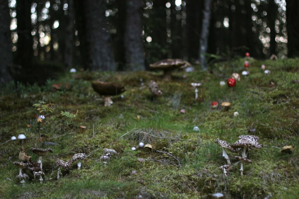 a group of penis envy mushrooms on the ground in a forest, showcasing their impressive growth through successful cultivation efforts.