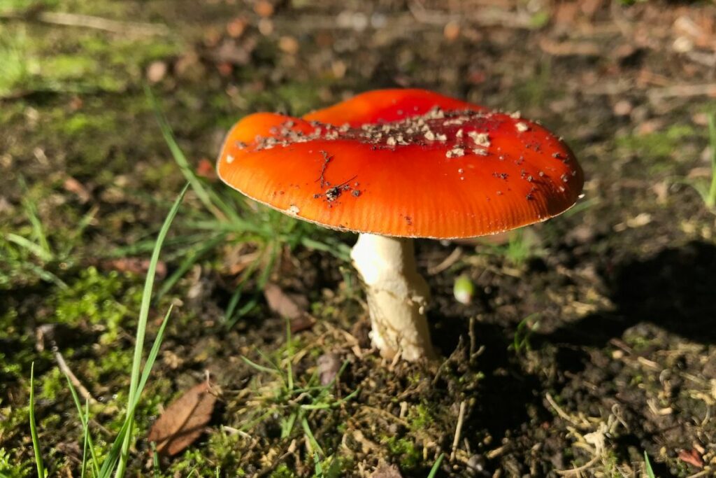 a red psilocybe cubensis mushroom is sitting on the ground.