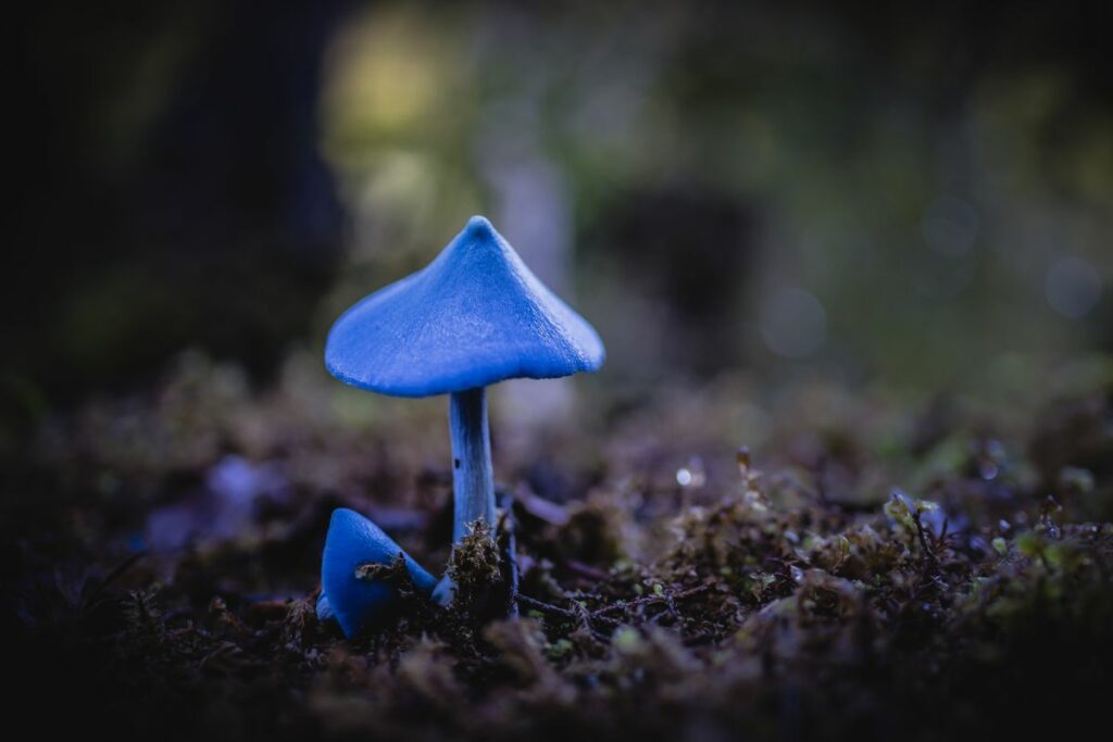 a blue psilocybe cubensis mushroom growing in the moss.
