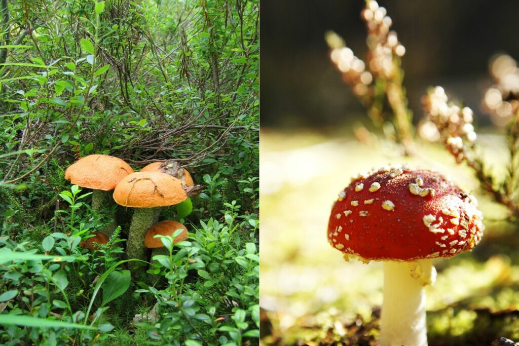 edible vs. toxic mushrooms