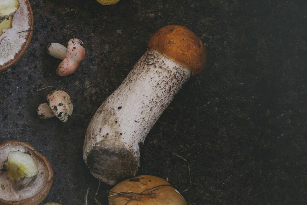 a group of mushrooms, including penis envy mushrooms, and other vegetables on a table.