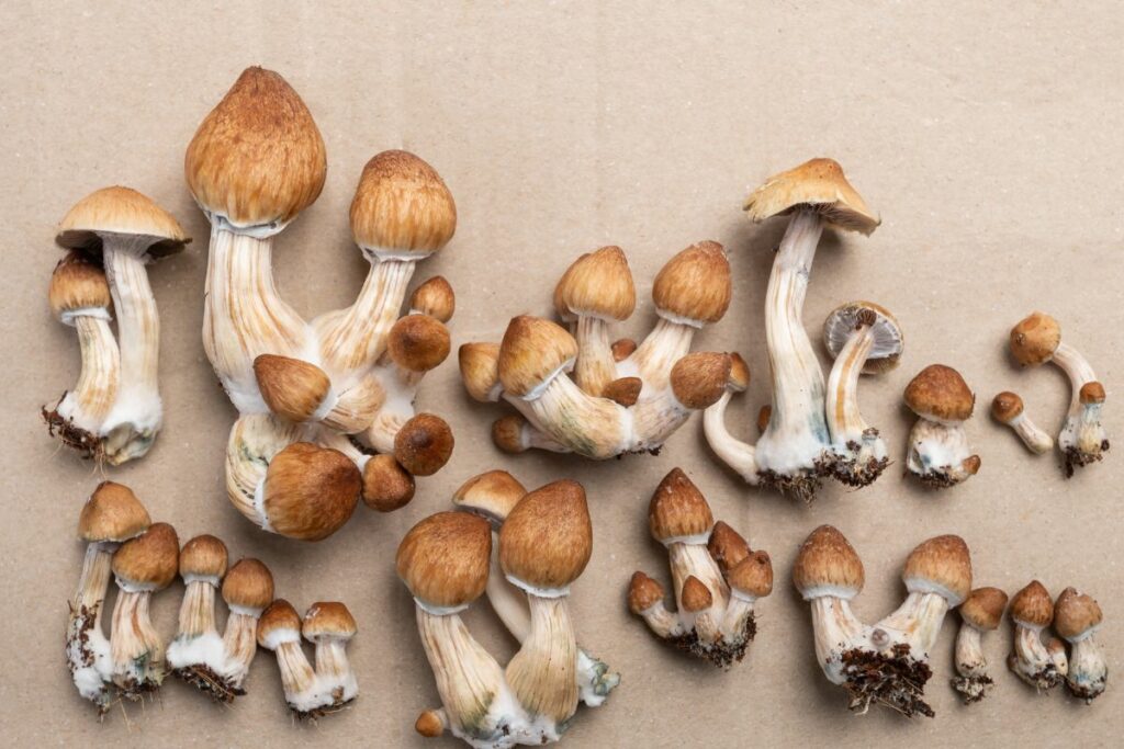 a group of psilocybe cubensis mushrooms on a brown background.